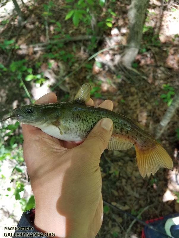 5/7/17 (Lower Saluda River Basin), SC