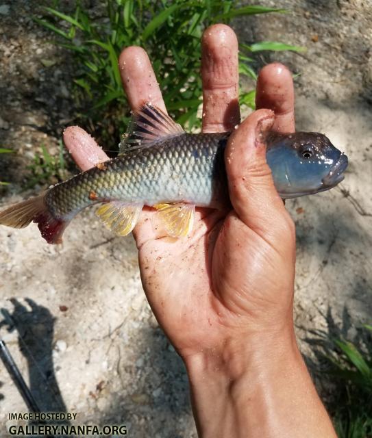 5/16/17 (Lower Saluda River Basin), SC