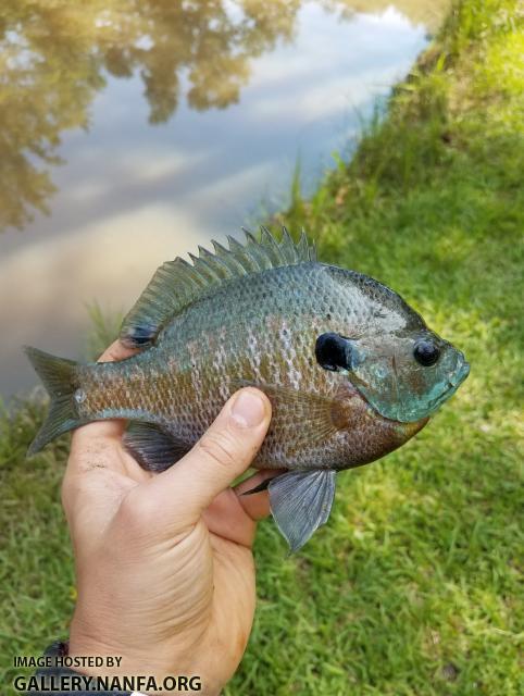 6/11/17 (Pee Dee River Basin) NC