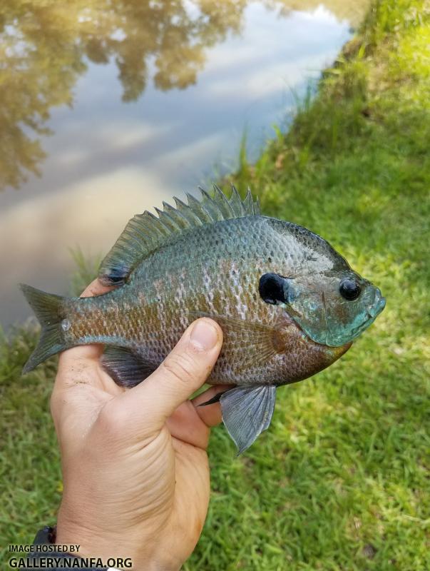 6/11/17 (Pee Dee River Basin) NC