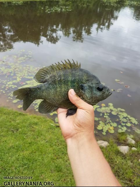 Bluegill x Warmouth Hybrid??