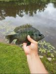 Bluegill x Warmouth Hybrid??