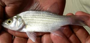 White Bass