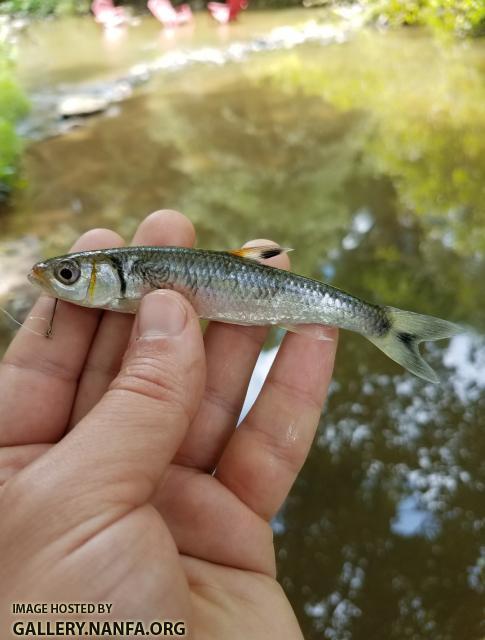 7/2/17 (New River Basin), NC