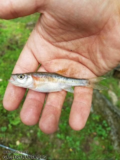 7/2/17 (New River Basin), NC