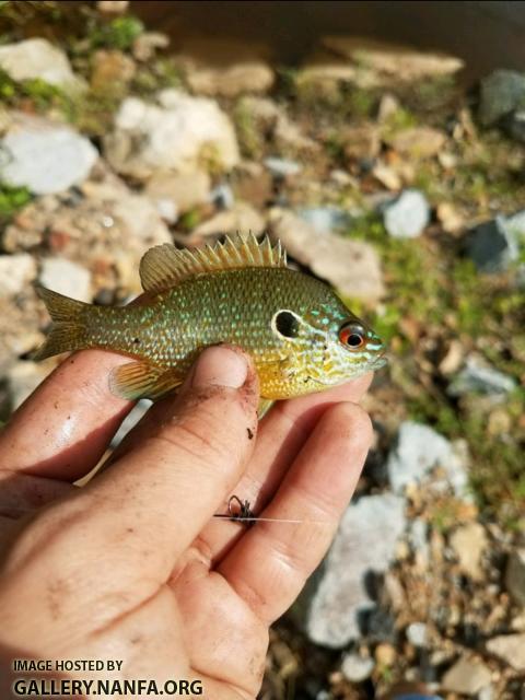 7/18/17 (Lower Saluda River Basin), SC