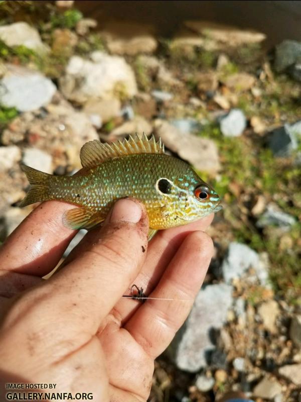 7/18/17 (Lower Saluda River Basin), SC