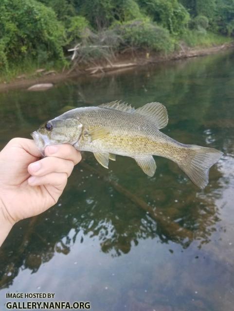 9/2/17 Congaree River, SC