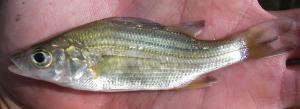 Yellow Bass