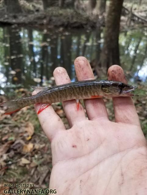 10/4/17 Congaree National Park, SC