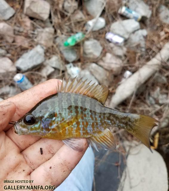 Bluegill x Pumpkinseed Hybrid