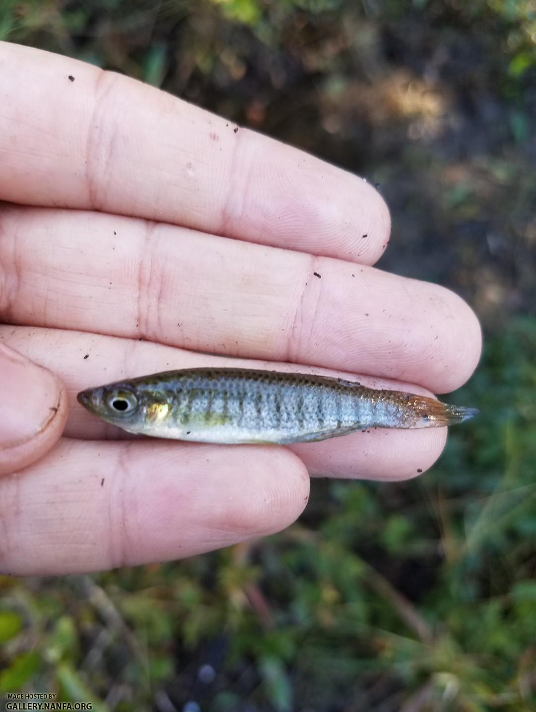 Male, 10/24/17 (Congaree River Basin), SC