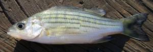 Yellow Bass