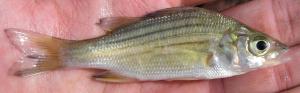 Yellow Bass