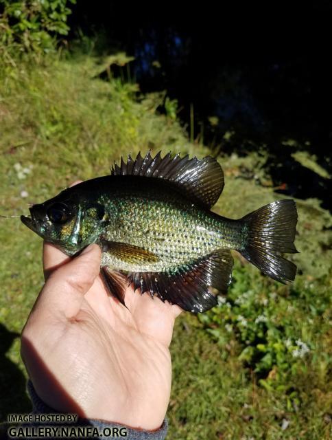 10/30/17 (Waccamaw River Basin), NC