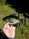 10/30/17 (Waccamaw River Basin), NC