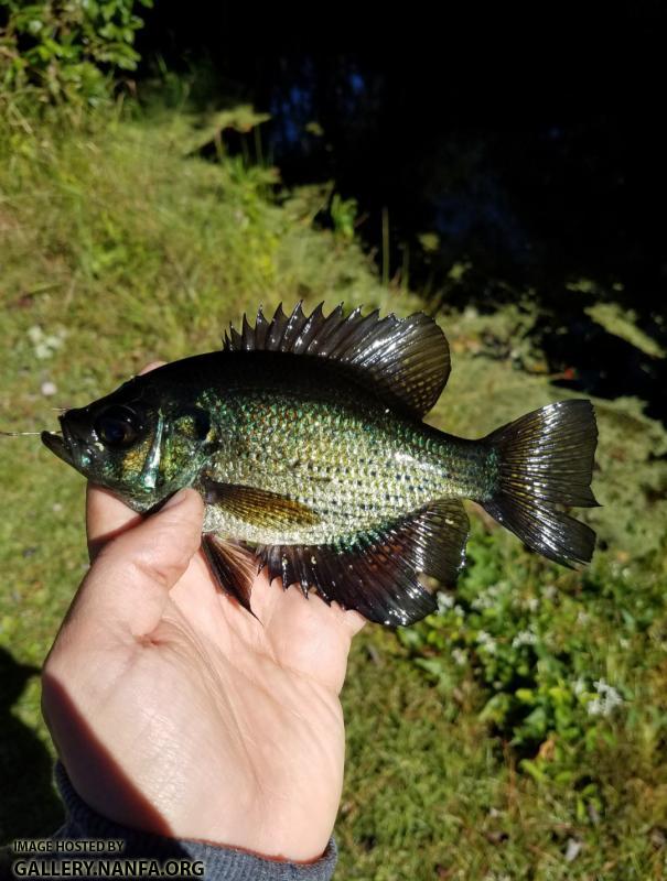 10/30/17 (Waccamaw River Basin), NC