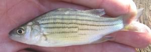 Yellow Bass