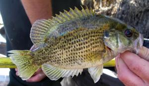 Rock Bass