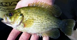 Rock Bass