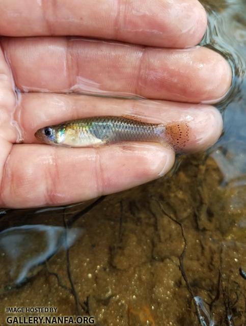 11/6/17 Broad River, SC