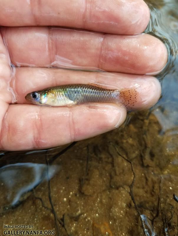 11/6/17 Broad River, SC