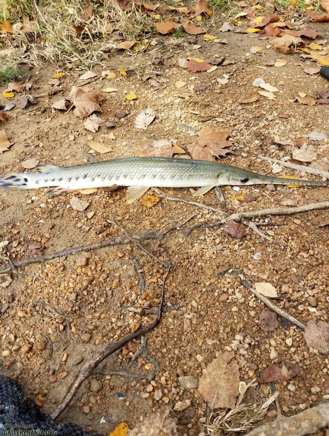 11/6/17 Broad River, Columbia, SC