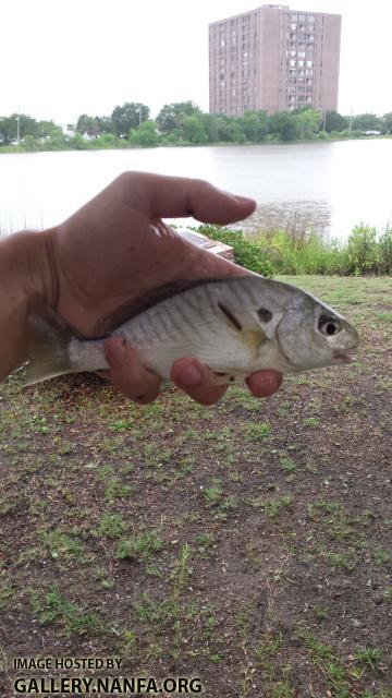 Spot Croaker (Leiostomus xanthurus)