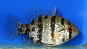 Blackbanded Sunfish