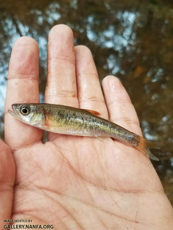 11/7/17 (Pee Dee River Basin), NC