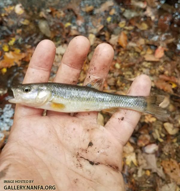 11/7/17 (Pee Dee River Basin), NC