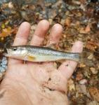 11/7/17 (Pee Dee River Basin), NC