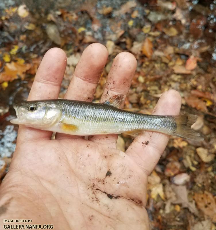 11/7/17 (Pee Dee River Basin), NC