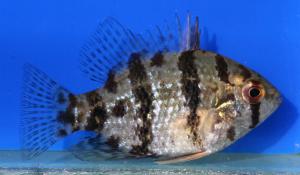 Blackbanded Sunfish