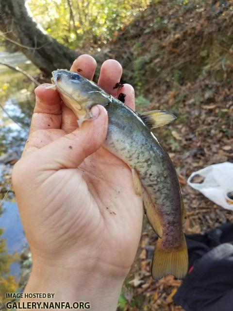 11/13/17 (Lower Saluda River Basin), SC