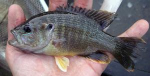 Green Sunfish