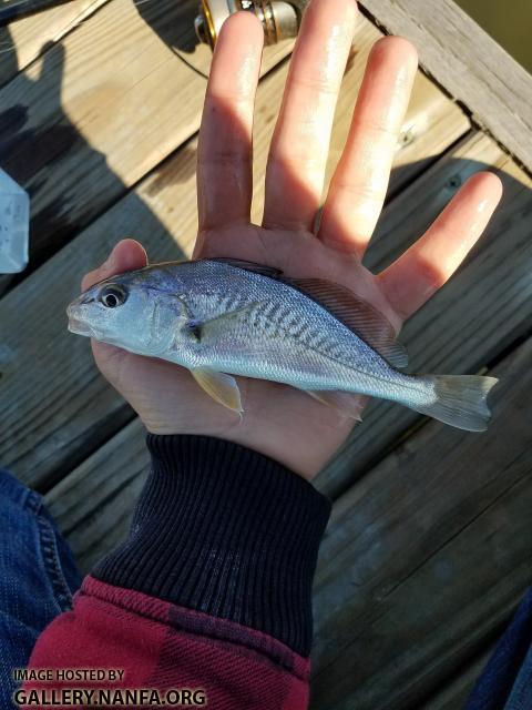 Atlantic Croaker  (Micropogonias undulatus)