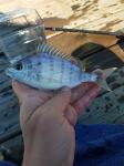 Pinfish (Lagodon rhomboides)