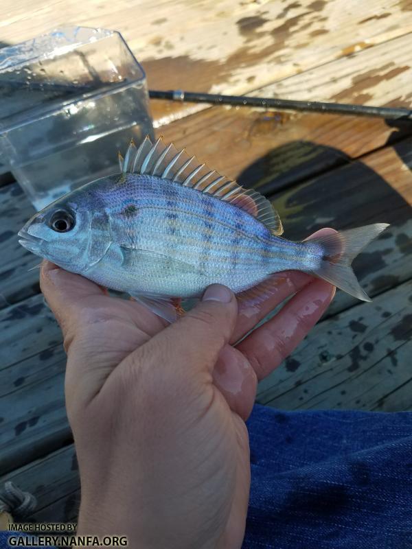 Pinfish (Lagodon rhomboides)