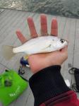 Silver Perch (Bairdiella chrysoura)