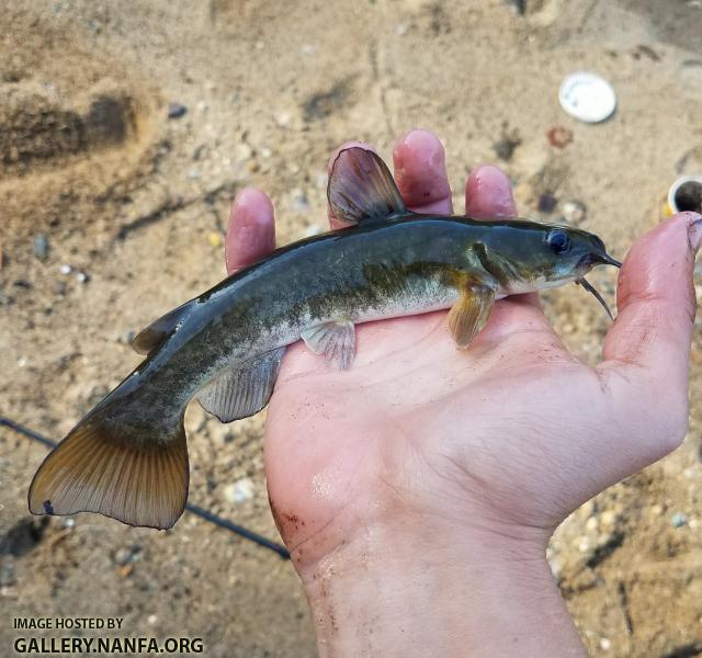 11/16/17 (Catawba River Basin), NC