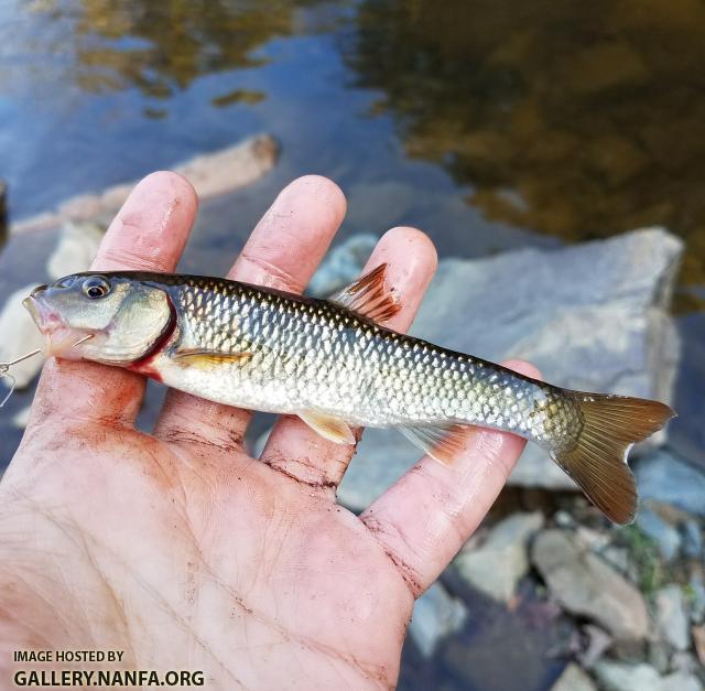 11/16/17 (Catawba River Basin), NC