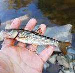 11/16/17 (Catawba River Basin), NC