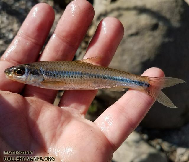 11/16/17 (Catawba River Basin), NC