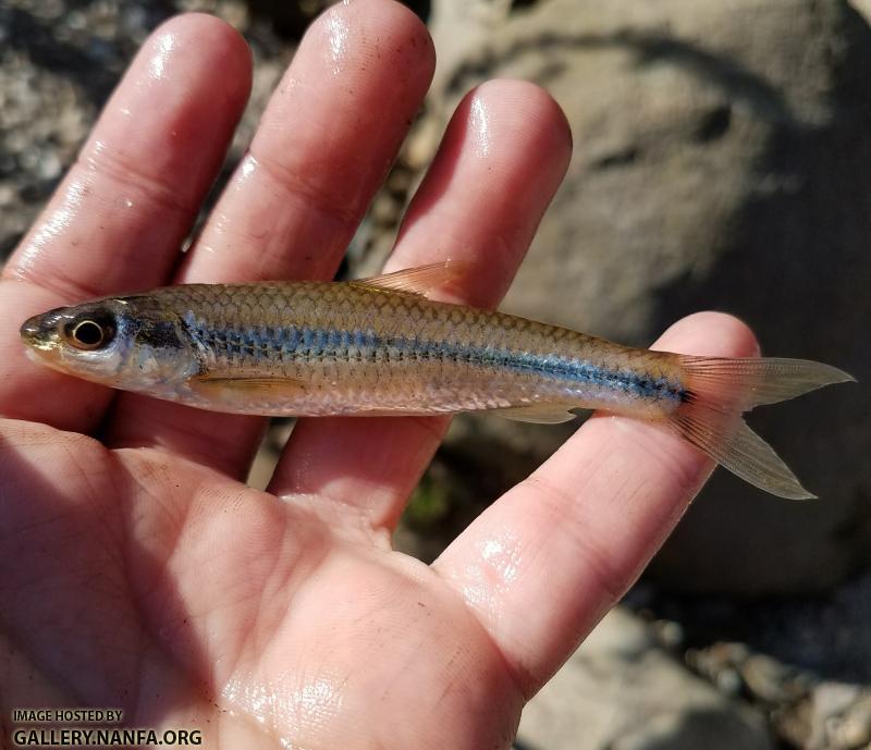 11/16/17 (Catawba River Basin), NC