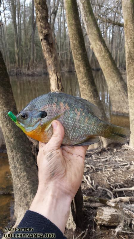 3/11/16 Congaree National Park, SC