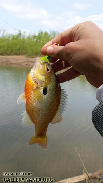 4/13/16 Congaree River, SC