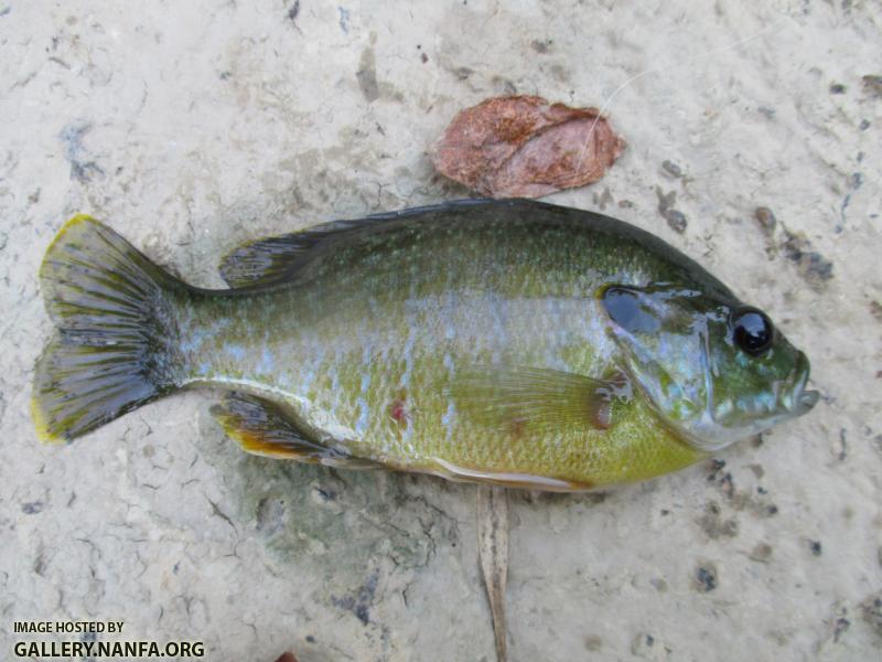 Green Sunfish (76)