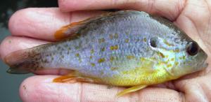 Orangespotted Sunfish