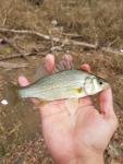 11/21/17 Congaree River, SC